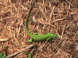 Le lÃ©zard un alliÃ© trÃ¨s puissant dans la serre de petits pois, il consomme des tonnes de pucerons...