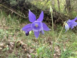 Les Ancolies des PyrÃ©nÃ©es, une Fleur ÃlÃ©gante et Sauvage .